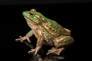 Obraz premium Australian endangered Growling Grass Frog