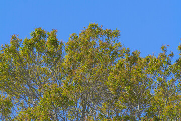 Obraz premium tree branches against blue sky