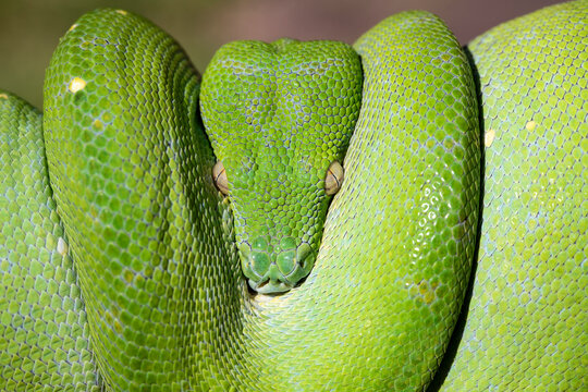 Australian Green Tree Python curled on tree branch