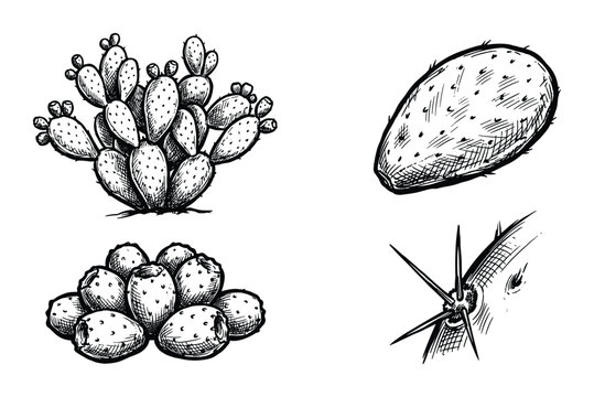 Opuntia cactus drawing illustration with prickly pears and glochids in detailed black and white sketch