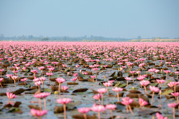 Fototapeta premium The Red Lotus Sea, located in Nong Han Lake, Follow in Lisa's footsteps and experience this pink world at the Red Lotus Sea in Udon Thani, featured in Amazing Thailand: 