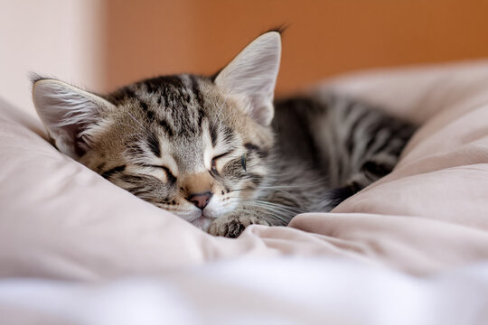 Cute kitten napping on a pillow on a bed