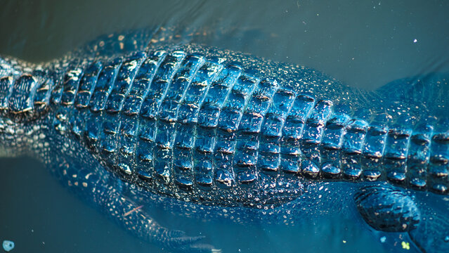 Extreme close up top down shot of the thick scaly armored back of a wild american alligator swimming in the dark swamp water.