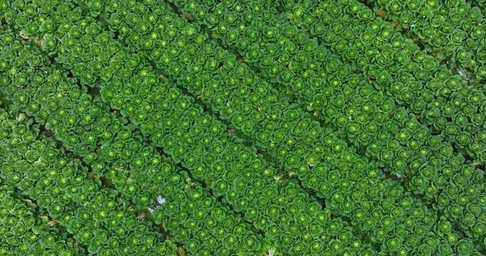 Green stem lettuce crops in garden