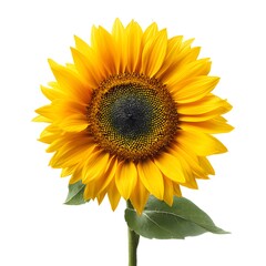 Fototapeta premium A vibrant sunflower with bright yellow petals and a dark center