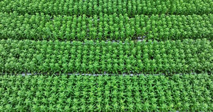 Green stem lettuce crops in garden