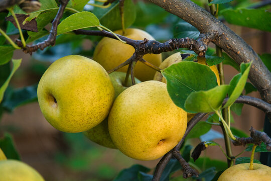 Nashi Birnen am Baum