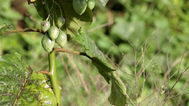 Solanum betaceum (tamarillo) growing on branch in tropical garden. Close-up of fresh green fruits with natural light, perfect for themes of organic farming, exotic fruit, and sustainable agriculture