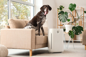 Cute German Shorthaired Pointer dog with modern air purifier sitting on sofa in living room