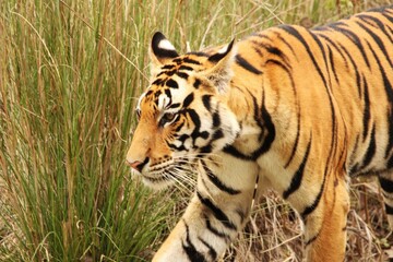 Obraz premium Tiger in Jungle