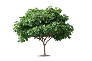 Obraz premium Lush green tree with broad leaves and brown trunk on black background foliage plant