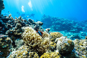 Obraz premium Tropical Marine Life with Anemonefish and Anemone