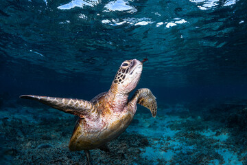 Green sea turtle swimming just below the clear blue ocean surface in Australia, captured in natural light above a coral reef seabed. © Gary
