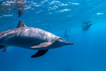 Fototapeta premium Spinner dolphins swimming in clear blue water of the Red Sea, Egypt, with a pod visible in the background beneath the ocean surface.