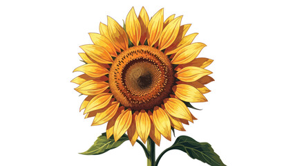 Obraz premium Vibrant Sunflower Isolated on White Background - Blooming Summer Flower