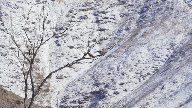Pair of Red-tailed Hawks in a tree against snowy landscape in Utah during winter.
