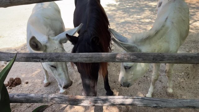 Two donkeys and one horse together in a rustic outdoor stable area