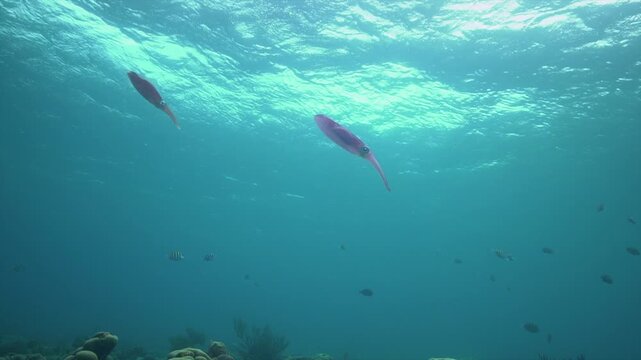 Two squid glide through clear tropical water above a vibrant coral reef as the camera gently moves toward them, capturing calm marine life in a pristine ocean setting.