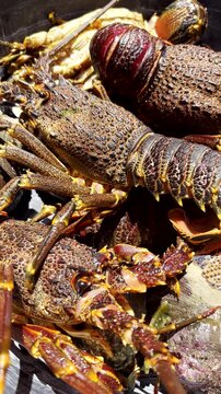 Closeup view on live Cape Rock Lobster (crayfish) after dive. Vertical