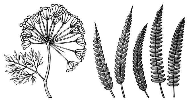 Detailed botanical sketch of dill flower head and fern leaves, hand drawn vector, scientific illustration, plant anatomy, herbal study, flora rendering.