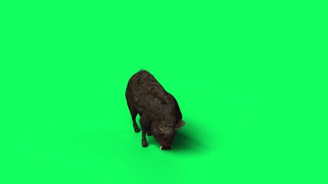 3D Realistic Giant Dangerous Wild boar eating Loop with top view Isolated on Green Screen, 4K High-Resolution 60fps Animation of a sus scrofa searching for food on Chroma Key