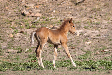Baby wild horse chestnut colt in the mountains of northeast Arizona United States