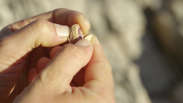 CLOSE UP, DOF: A pair of hands carefully cracks open a fresh pistachio shell to reveal the green nut inside. Tactile experience of preparing a healthy, organic snack during a quiet moment outdoors.