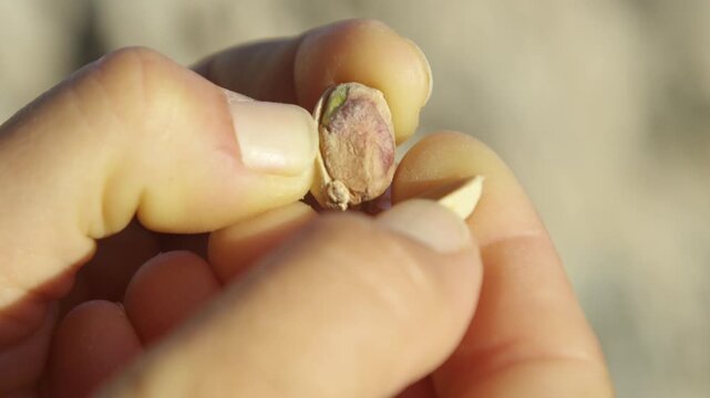 CLOSE UP, DOF: Green pistachio kernel being gently peeled by hand and eaten. Healthy choice for a natural and nutritious snack during a quiet moment outdoors. Consuming wholesome food ingredient.