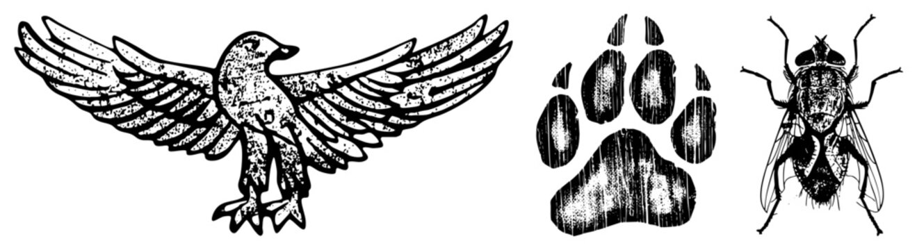 Vector art of a soaring hawk, dog paw print, and detailed fly, all rendered in gritty with halftone texture. Perfect for logos, tattoos, or nature themed designs.