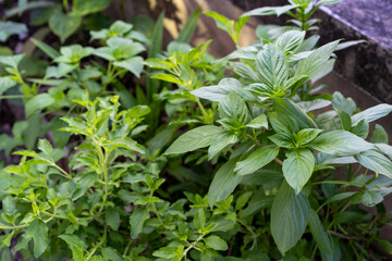 Fresh green basil leaves growing in home garden, organic Thai herb plant