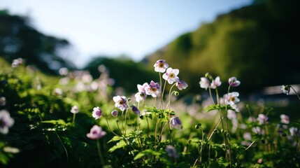 Fototapeta premium Delicate Anemones Blooming Gently in a Sunny Field
