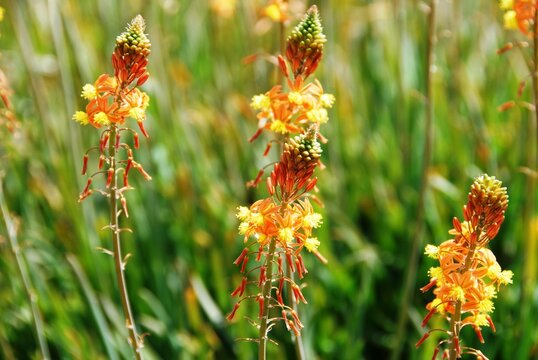 Close-up of Wild Kopievas (Genus Bulbine) plant South Africa