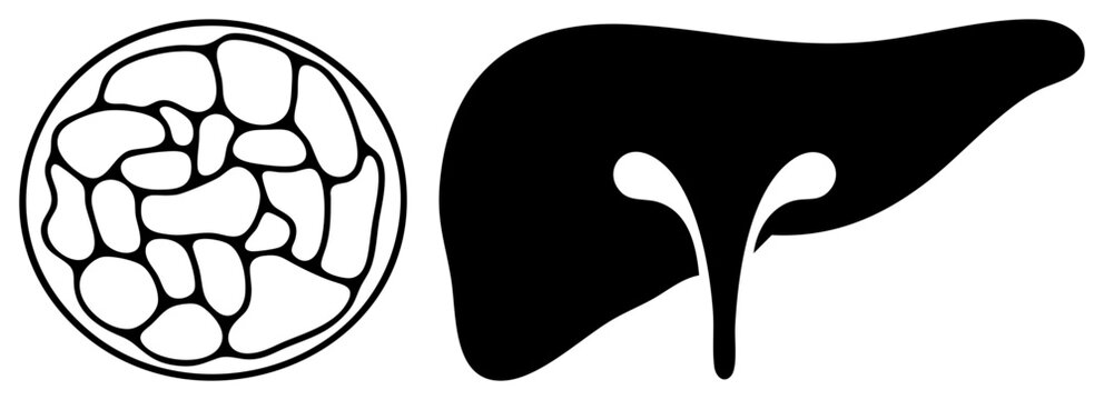 Human liver organ silhouette with internal lobules, hepatocyte structure, anatomical organ, medical diagram, hepatology illustration.