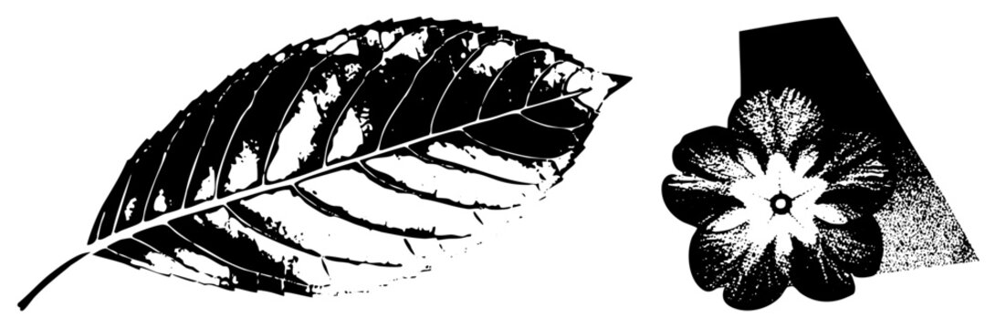 Stylized botanical elements rendered in halftone, leaf with veins, flower with petals, vector art, graphic design, nature motifs, illustration.