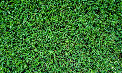 Top view of green grass background