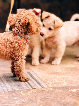 puppy