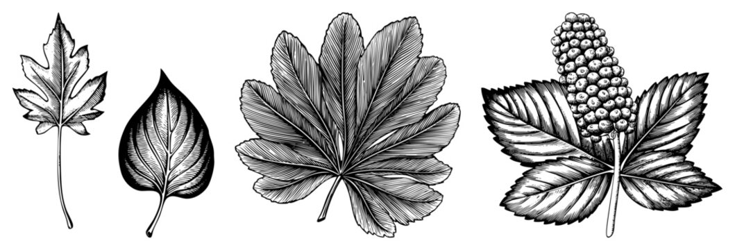 Hand drawn botanical leaves with intricate vein structures, vector art, nature illustration, plant anatomy, scientific sketch, foliage design, leaf morphology.
