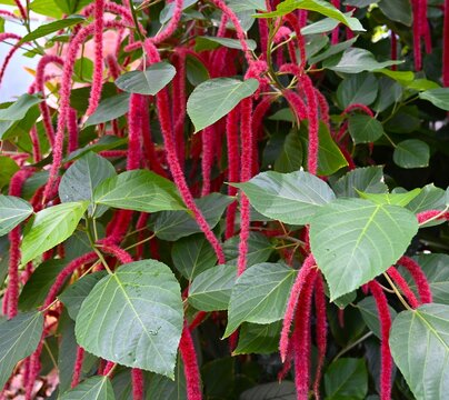 Red flower Chenille Plant (Acalypha hispida)