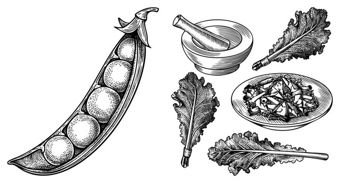 Hand drawn botanical set featuring pea pod, kale leaves, mortar pestle, and herb salad, rendered in classic engraving style with hatching and fine.