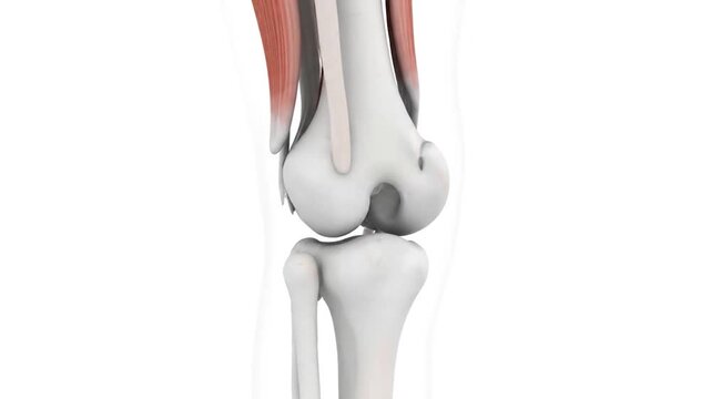 Anatomy of human knee joint bones.