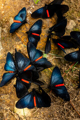 Cluster of black and blue butterflies with red stripe on wings, exotic Heliconian butterflies on forest ground, biodiversity and tropical wildlife conservation © Sergio Palacio