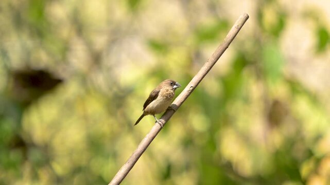 White-rumped Munia  on Diagonal Branch