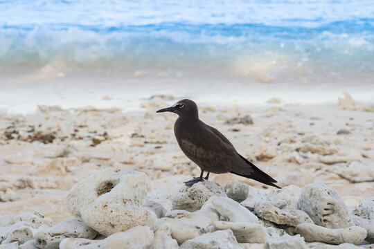 Brown Noddy Seabird Standing on Coral Rubble Beach with Ocean Waves in Background