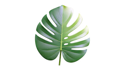 Monstera Deliciosa leaf