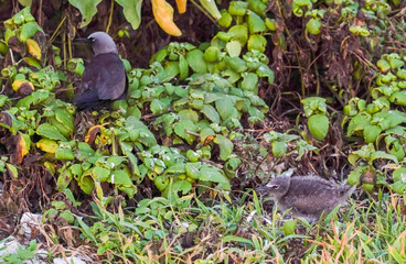 Obraz premium White-capped Noddy in Tropical Forest Habitat, Seabird Resting Among Lush Green Foliage