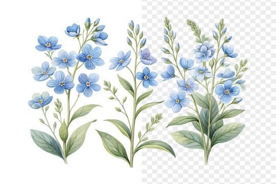 Blue Veronica Watercolor Bloom, Delicate Meadow Floral Illustration Isolated on White