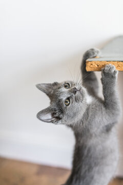 An adorable foster kitten Playing inside.