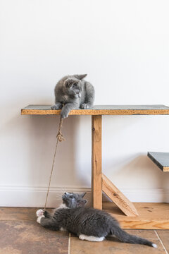 An adorable foster kitten Playing with a string inside.