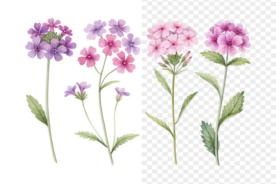 set of Watercolor Verbena Flower Illustration, Tiny Floral Clipart, vector isolated on white background