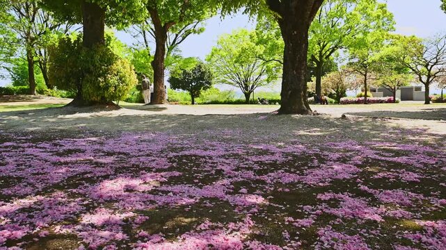 満開を迎えた色鮮やかなツツジ（芝桜）の絨毯
「春の息吹を感じる、昭和園の4万本のツツジが織りなすピンクの絨毯」
菊池郡大津町(昭和園)
A vibrant carpet of azaleas (moss phlox) in full bloom